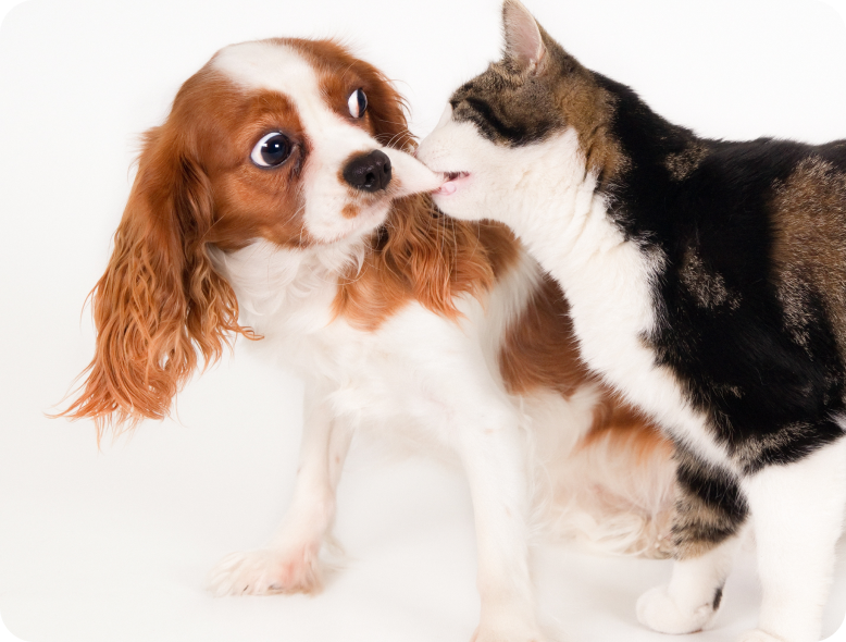 犬と猫